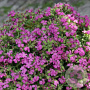 Saponaria 'Bressingham' GM P9