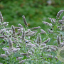 Mentha longifolia 'Silver Form' GM P9