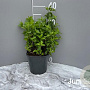 Mentha piperita GM 2,0L