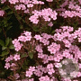 Saponaria ocymoides GM P9