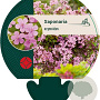 Saponaria ocymoides GM P9