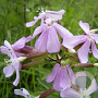 Saponaria officinalis GM P9