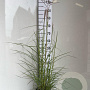 Miscanthus sin. 'Ferner Osten' GM C3