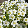 Saxifraga arendsii 'Touran White' GM P9