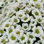 Saxifraga 'Gem' GM P9