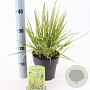 Molinia caerulea 'Variegata' 40-70 cm 2,0L