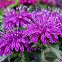 Monarda Balmy Lilac GM P9