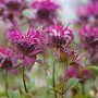 Monarda 'Donnerwolke' GM P9