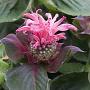 Monarda 'Bee-lieve' GM P9