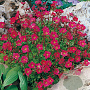 Saxifraga (A) 'Purpurteppich' GM P9