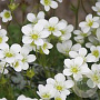 Saxifraga (A) 'Schneeteppich' GM P9