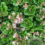 Saxifraga urbium GM P9