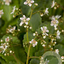 Saxifraga urbium GM P9