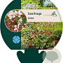 Saxifraga urbium GM P9