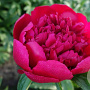 Paeonia 'Many Happy Returns' GM  P11
