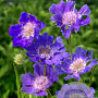 Scabiosa caucasica GM P9
