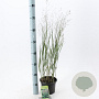 Panicum virgatum 'Heavy Metal' 30-60 cm 2,0L