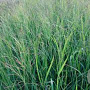 Panicum virgatum 'JS Blue Darkness' GM P9