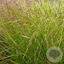 Panicum virgatum 'Kupferhirse' GM P9