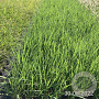 Panicum virgatum 'Northwind' GM 2,0L