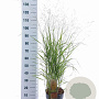 Panicum virgatum 'Rehbraun' 60-90 cm 6,5L