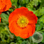 Papaver nud. 'Pulchinella Orange' GM P9