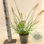 Pennisetum alopecuroides 25-30 cm 2,0L