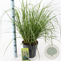 Pennisetum alopecuroides 30-40 cm 6,5L