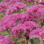 Sedum 'Abbeydore' GM P9