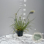 Pennisetum villosum GM 2,0L