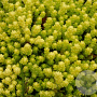 Sedum acre 'Elegans' GM P9