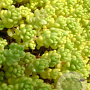 Sedum acre 'Yellow Queen' GM P9