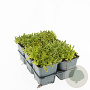 Sedum acre 'Yellow Queen' GM P9