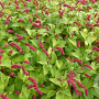 Persicaria amplexicaulis pendula GM P9