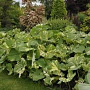 Petasites japonicus 'Nishiki-buki' GM P9