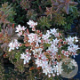 Sedum album 'Murale' GM P9