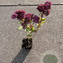 Sedum 'Carl' GM P9