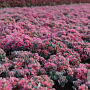 Sedum cauticola 'Lidakense' GM P9