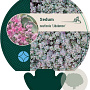 Sedum cauticola 'Lidakense' GM P9