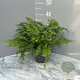 Polypodium vulgare GM 2,0L