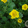 Potentilla megalantha GM P9