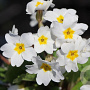 Primula (J) 'Schneekissen' GM P9