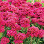 Sedum 'Class Act' GM P9