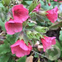 Pulmonaria rubra GM P9