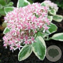 Sedum 'Frosty Morn' GM P9