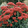 Sedum 'Herbstfreude' GM P9