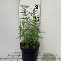 Rosmarinus officinalis GM 2,0L