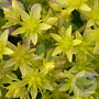Sedum hybridum 'Immergrünchen' GM P9