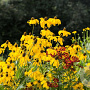 Rudbeckia nitida 'Juligold' GM P9