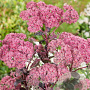 Sedum 'Jose Aubergine' GM P9
